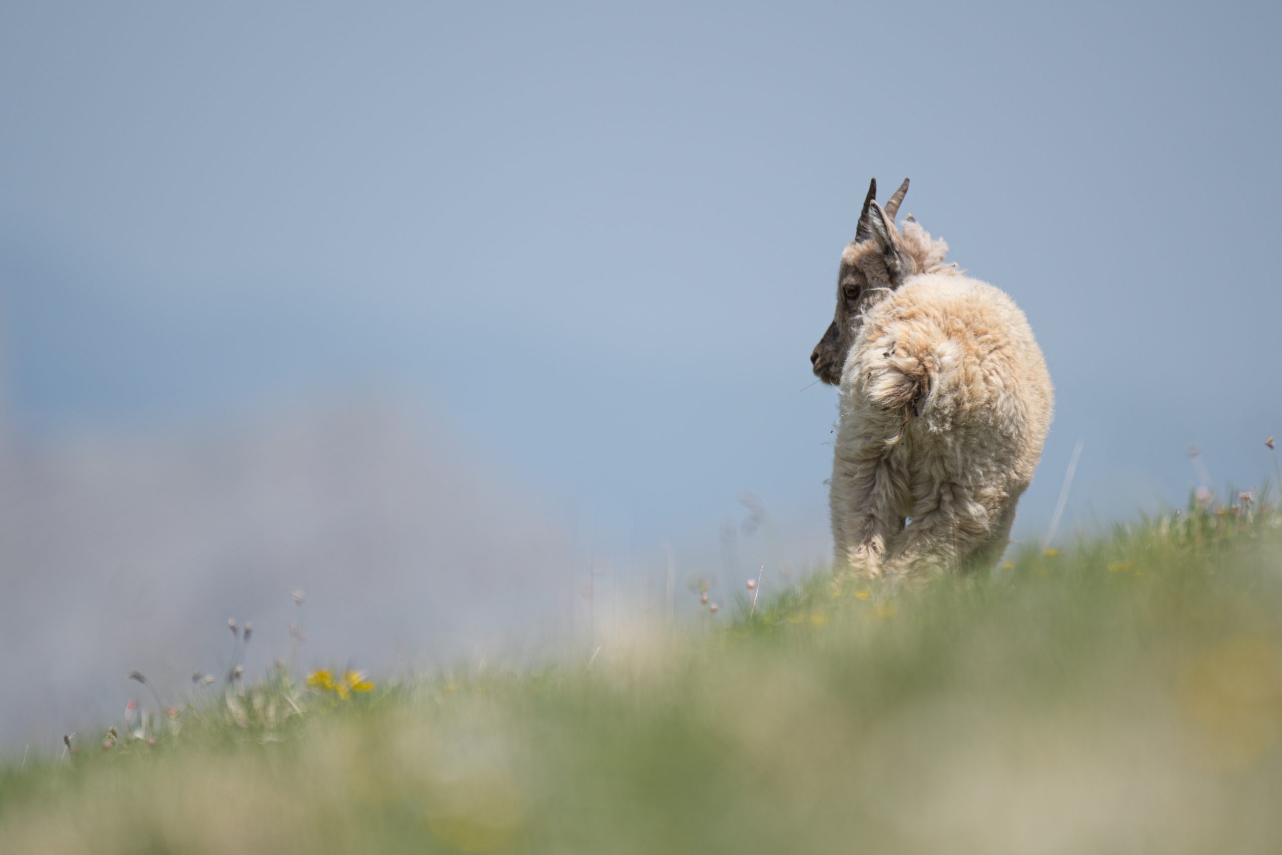 18062021-DSC_5408 - Copie