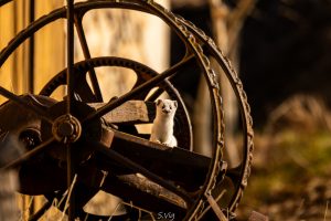 Hermine fait son Clown