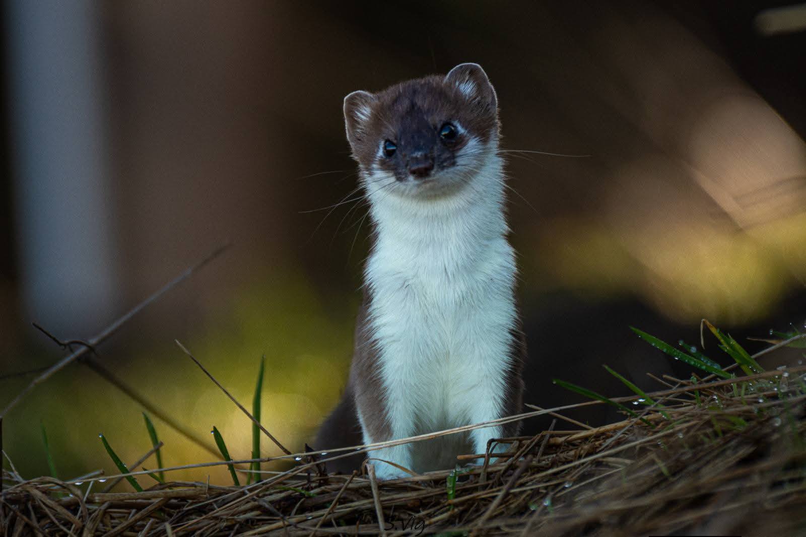 603774871_4075821846064996_3753456011823678420_n