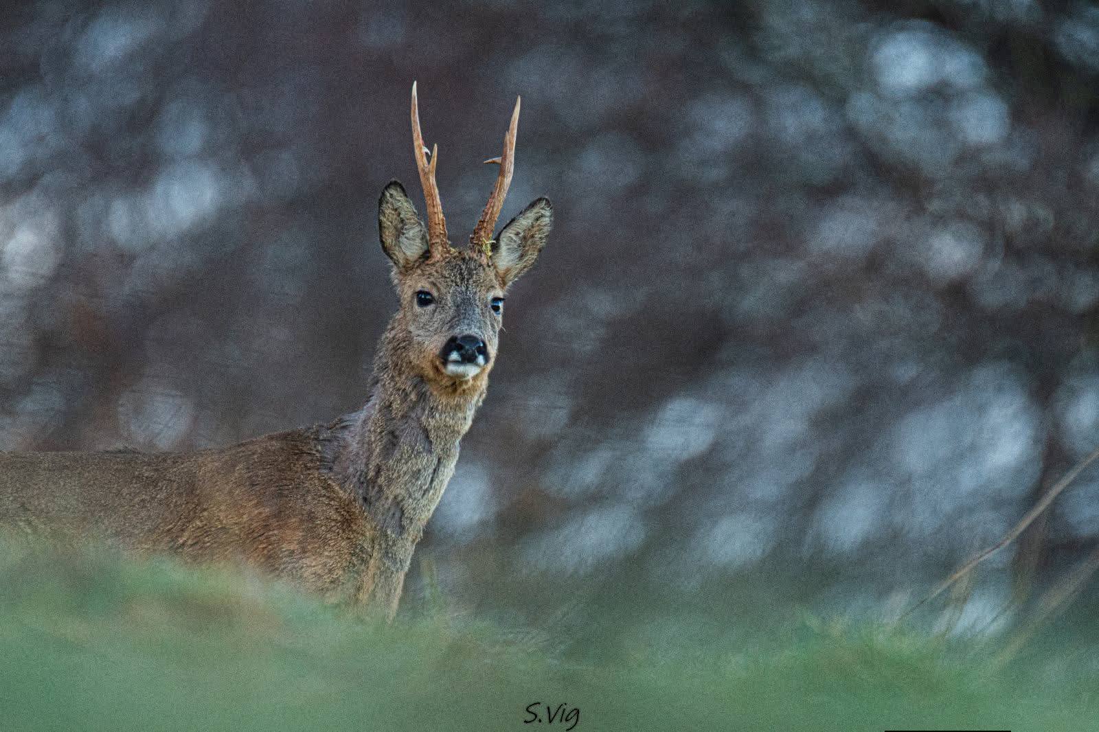 603821105_4075821886064992_5251835266814080948_n