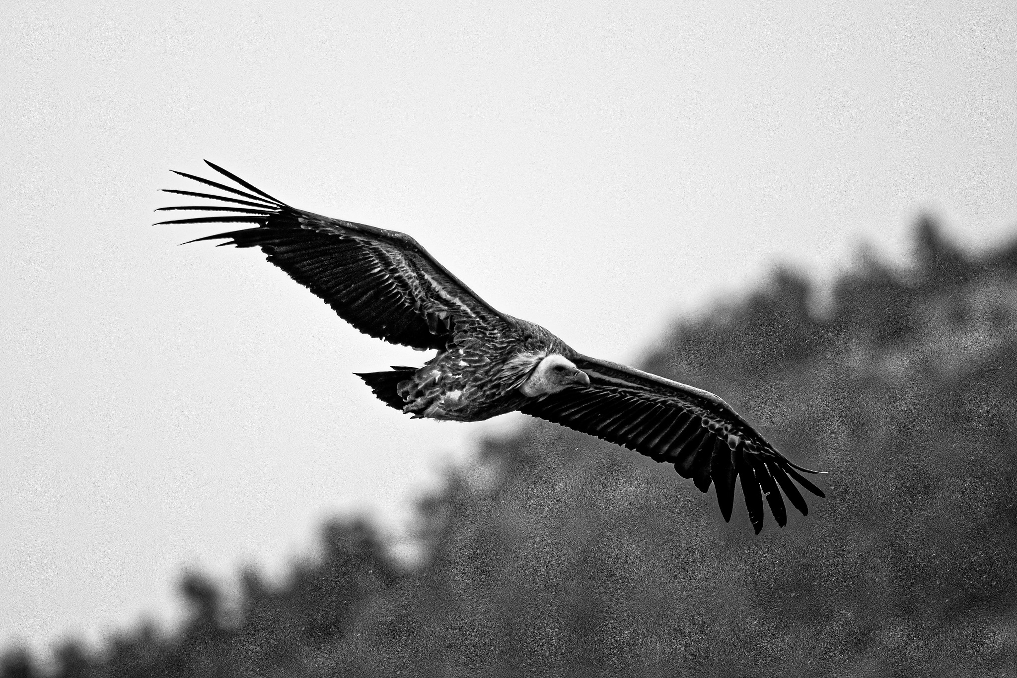 DSC_2201_DxO - Copie