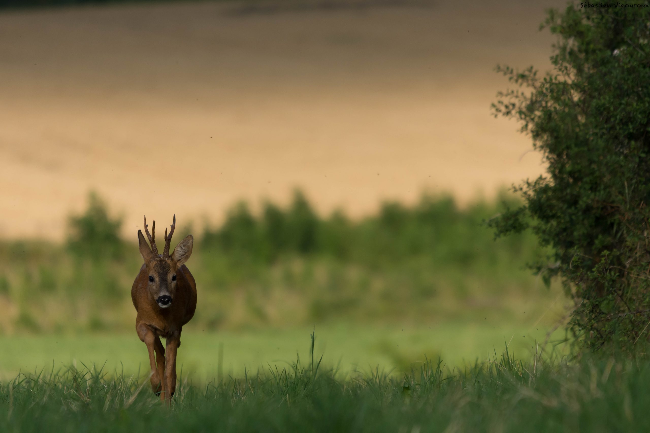 brocard du soir, bonsoir - Copie
