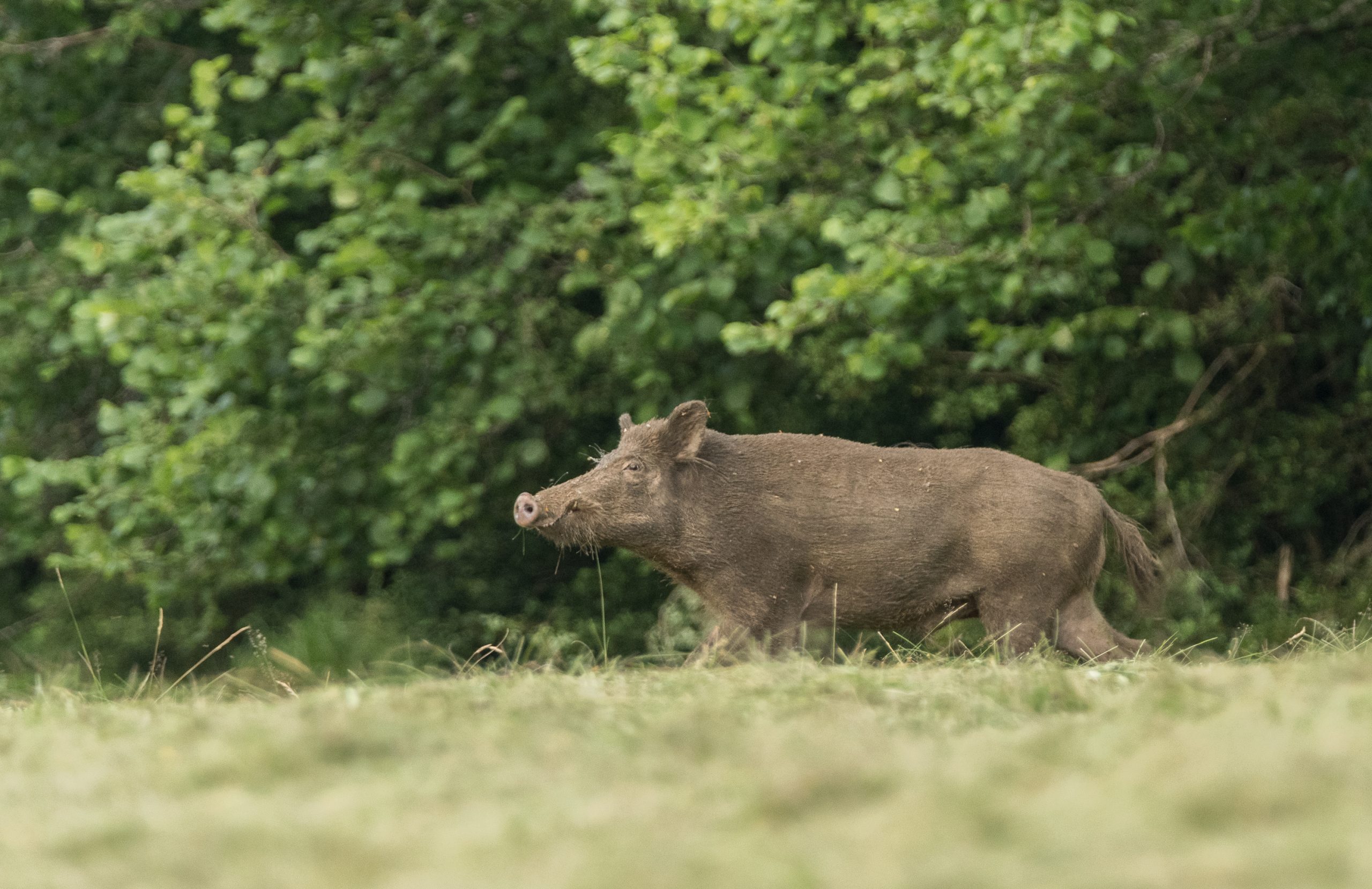 sortie jjb coin de paradis-3